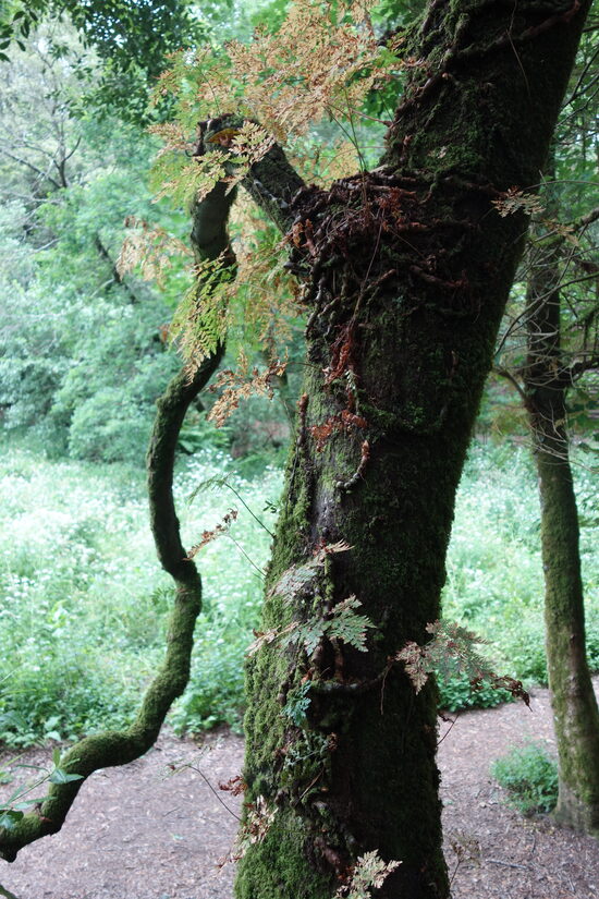 Tree Planting – Support a Green Project